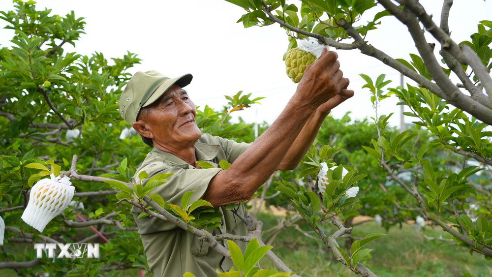 ttxvn-tu-vua-lua-den-vung-nong-nghiep-cong-nghe-cao-tay-ninh.jpg