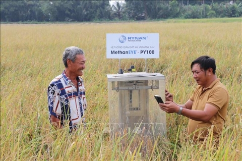 Ruộng lúa trong mô hình lúa chất lượng cao, phát thải thấp của hợp tác xã nông nghiệp Phước Hảo, xã Hưng Mỹ được lắp đặt hệ thống giám sát khí methane quản lý bằng điện thoại thông minh. Ảnh: Thanh Hòa - TTXVN
