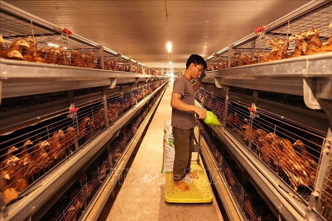 Chăn sóc đàn gà sinh sản tại Công ty TNHH Dịch vụ - Thương mại Nông trại xanh (khu chăn nuôi tập trung Nhơn Tân, xã An Nhơn Tây). Ảnh: Vũ Sinh - TTXVN