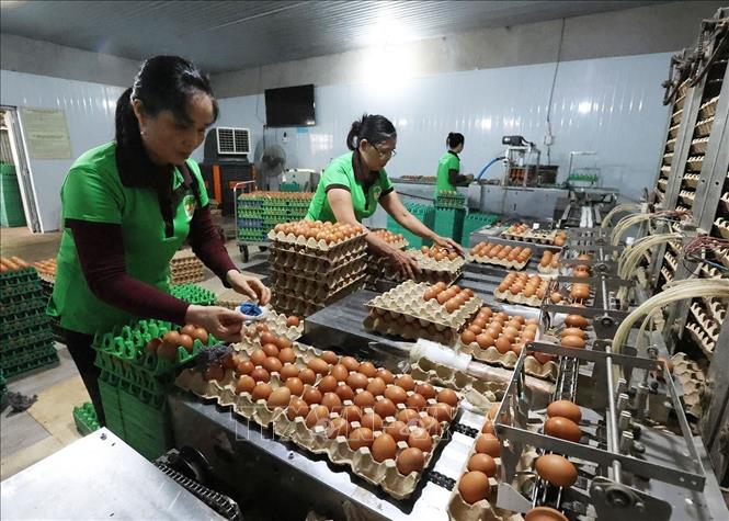 Phân loại, đóng gói sản phẩm trứng gà ở trang trại của Công ty TNHH Dịch vụ - Thương mại Nông trại xanh, khu chăn nuôi tập trung Nhơn Tân, xã An Nhơn Tây). Ảnh: Vũ Sinh - TTXVN