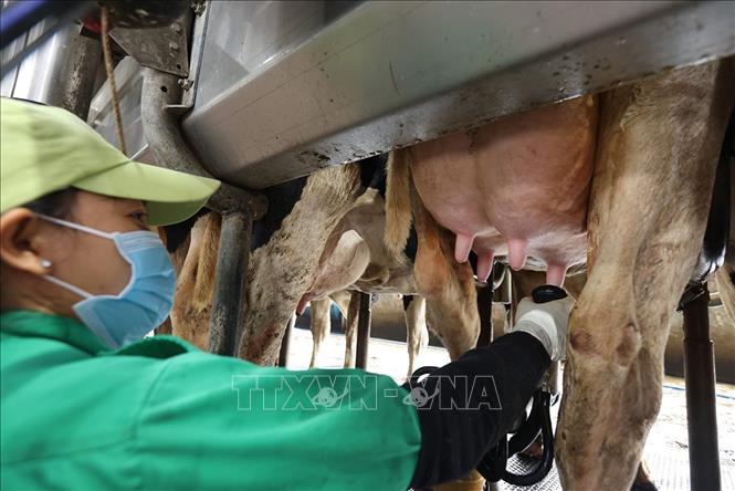 Thu hoạch sữa ở trang trại bò sữa của Công ty Cổ phần sữa Việt Nam (Vinamilk), khu chăn nuôi tập trung Nhơn Tân, xã An Nhơn Tây. Ảnh: Vũ Sinh - TTXVN