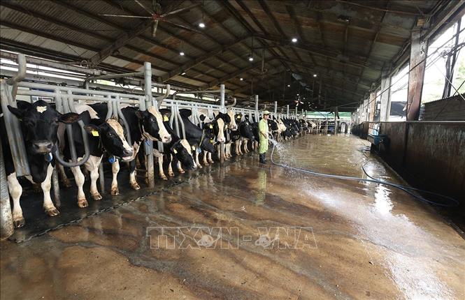 Chuẩn bị thu hoạch sữa ở trang trại bò sữa của Công ty Cổ phần sữa Việt Nam (Vinamilk), khu chăn nuôi tập trung Nhơn Tân, xã An Nhơn Tây. Ảnh: Vũ Sinh - TTXVN