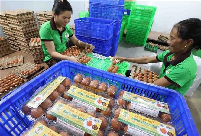 Phân loại, đóng gói sản phẩm trứng gà ở trang trại của Công ty TNHH Dịch vụ - Thương mại Nông trại xanh (khu chăn nuôi tập trung Nhơn Tân, xã An Nhơn Tây). Ảnh: Vũ Sinh - TTXVN