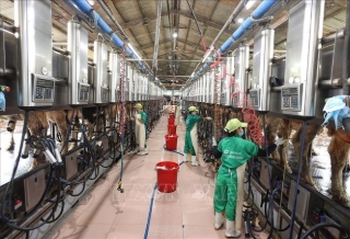 Thu hoạch sữa ở trang trại bò sữa của Công ty Cổ phần sữa Việt Nam (Vinamilk), khu chăn nuôi tập trung Nhơn Tân ở xã An Nhơn Tây, tỉnh Gia Lai. Ảnh: Vũ Sinh - TTXVN