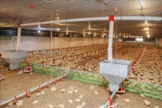 Chuỗi liên kết khép kín kết hợp cùng hệ thống trang trại tự động hóa hoàn toàn đã giúp HTX Long Thành Phát trở thành doanh nghiệp chăn nuôi gà xuất khẩu lớn nhất Đồng Nai. (Ảnh: Phan Phương/TTXVN)