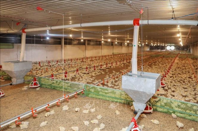 Chuỗi liên kết khép kín kết hợp cùng hệ thống trang trại tự động hóa hoàn toàn đã giúp HTX Long Thành Phát trở thành doanh nghiệp chăn nuôi gà xuất khẩu lớn nhất Đồng Nai. (Ảnh: Phan Phương/TTXVN)