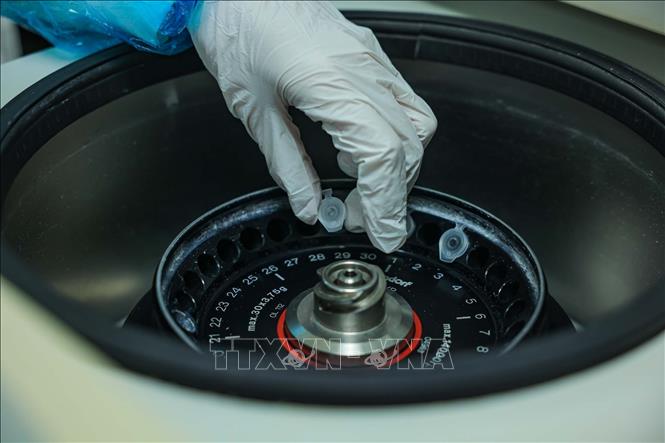 Mẫu sau khi được nghiền thành bột mịn tiêu chuẩn được hút dịch vào ống ly tâm EPPENDORF, khi máy ly tâm chạy mẫu sẽ cô mẫu làm lắng cặn DNA. (Ảnh: Hoàng Hiếu/TTXVN)