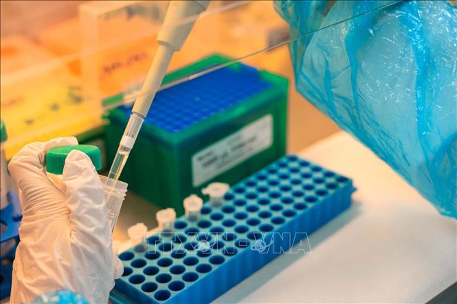 Mẫu sau khi được nghiền thành bột mịn tiêu chuẩn được hút dịch vào ống EPPENDORF trước khi cho vào máy ly tâm. (Ảnh: Hoàng Hiếu/TTXVN)