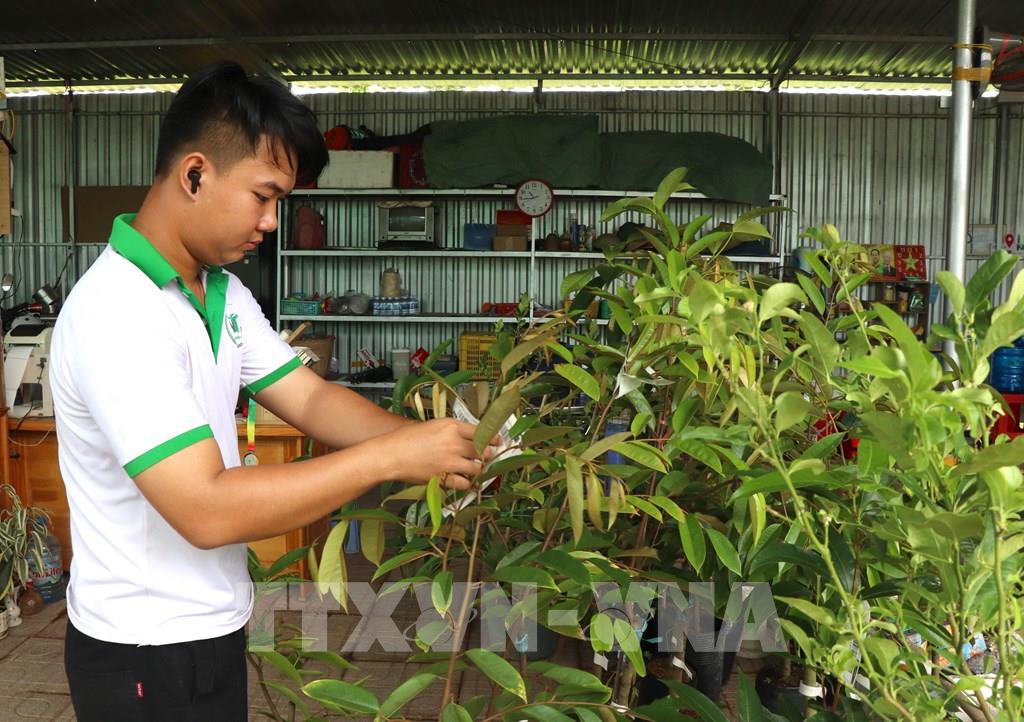 Nhân viên Cơ sở cây giống Nguyễn Triều (xã Chợ Lách, tỉnh Vĩnh Long) chuẩn bị sản phẩm để giao cho khách hàng. (Ảnh: Lê Thúy Hằng – TTXVN)