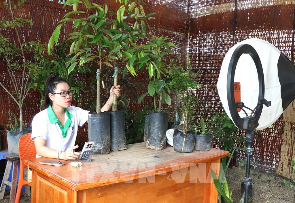 Nhân viên Cơ sở cây giống Nguyễn Triều (xã Chợ Lách, tỉnh Vĩnh Long) livestream bán các sản phẩm cây giống. (Ảnh: Lê Thúy Hằng – TTXVN)