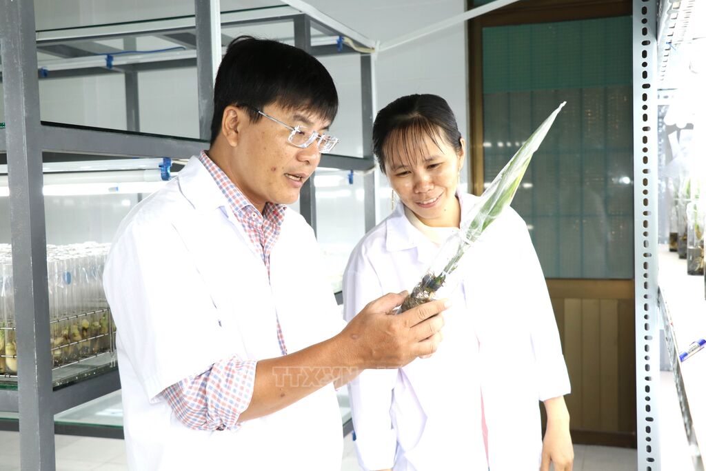 Cán bộ Đại học Trà Vinh kiểm tra phôi giống dừa sáp trong phòng thí nghiệm. (Ảnh: Thanh Hòa/TTXVN) Cán bộ Đại học Trà Vinh kiểm tra phôi giống dừa sáp trong phòng thí nghiệm. (Ảnh: Thanh Hòa/TTXVN)