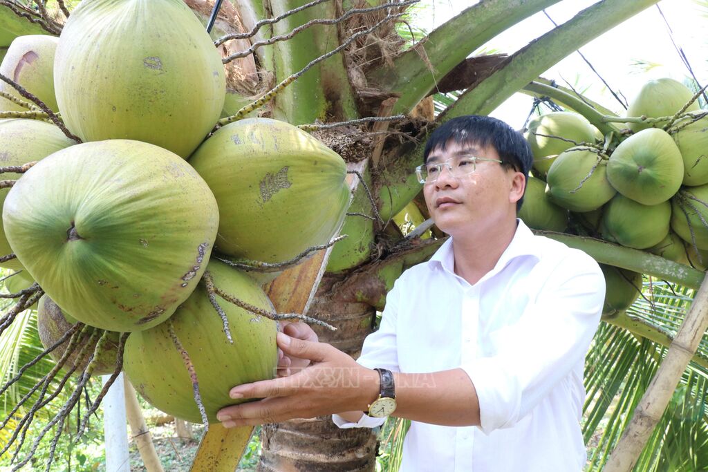 Vườn dừa sáp ở phường Nguyệt Hóa, tỉnh Vĩnh Long được trồng từ giống cấy phôi do Đại học Trà Vinh nghiên cứu và thương mại hóa. (Ảnh: Thanh Hòa/TTXVN) Vườn dừa sáp ở phường Nguyệt Hóa, tỉnh Vĩnh Long được trồng từ giống cấy phôi do Đại học Trà Vinh nghiên cứu và thương mại hóa. (Ảnh: Thanh Hòa/TTXVN)
