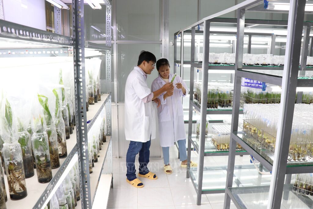 Cán bộ Đại học Trà Vinh kiểm tra phôi giống dừa sáp trong phòng thí nghiệm. (Ảnh: Thanh Hòa/TTXVN) Cán bộ Đại học Trà Vinh kiểm tra phôi giống dừa sáp trong phòng thí nghiệm. (Ảnh: Thanh Hòa/TTXVN)