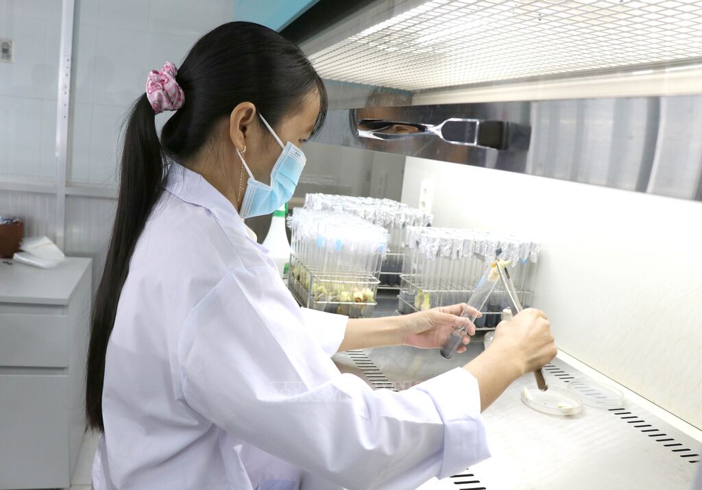 Cán bộ Đại học Trà Vinh thực hiện cấy phôi dừa sáp trong phòng thí nghiệm, góp phần đưa kết quả nghiên cứu vào sản xuất và thương mại hóa. (Ảnh: Thanh Hòa/TTXVN) Cán bộ Đại học Trà Vinh thực hiện cấy phôi dừa sáp trong phòng thí nghiệm, góp phần đưa kết quả nghiên cứu vào sản xuất và thương mại hóa. (Ảnh: Thanh Hòa/TTXVN)