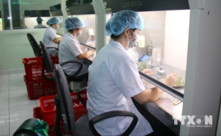 Cây giống cấy mô từ phòng thí nghiệm Khu Nông nghiệp Công nghệ cao TP. Hồ Chí Minh đảm bảo tính đồng nhất, sạch bệnh, cho năng suất và hiệu quả cao trong thực tế sản xuất. (Ảnh: Hương Giang/TTXVN)