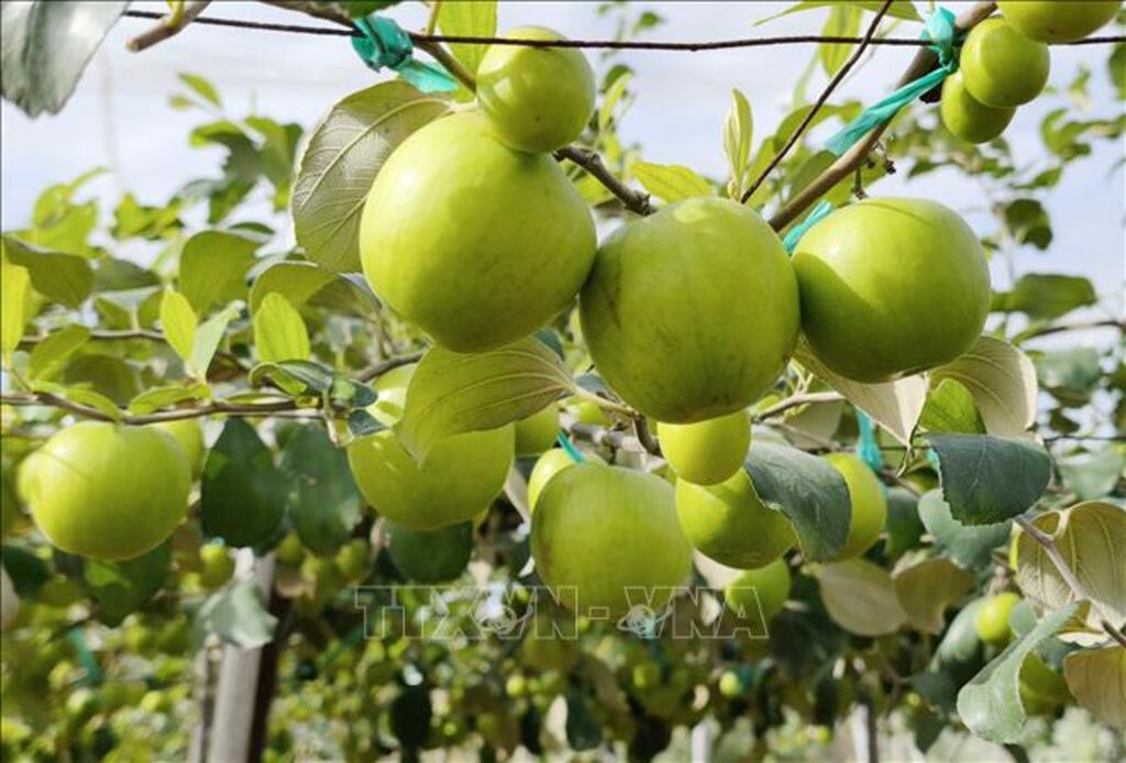 Mô hình trồng táo trong nhà lưới của nông dân tỉnh Khánh Hòa cho chất lượng quả to, đẹp. (Ảnh: Nguyễn Thành/TTXVN)