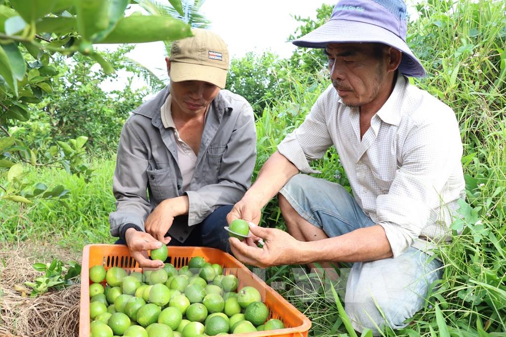 Vĩnh Long đang tập trung xây dựng các vùng nguyên liệu đạt chuẩn nhằm nâng cao giá trị nông sản, mở rộng thị trường xuất khẩu và hướng đến phát triển nông nghiệp bền vững. (Ảnh: Thanh Hòa/TTXVN)