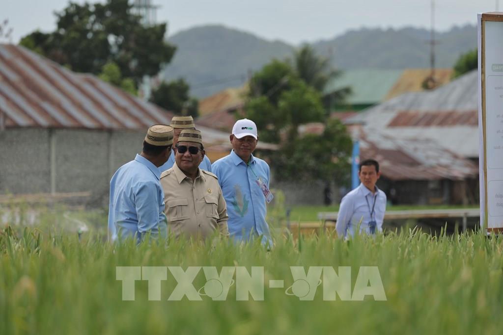 Cánh đồng lúa áp dụng công nghệ cao ở Sulawesi, Indonesia. (Ảnh: Đỗ Quyên – PV TTXVN tại Indonesia)