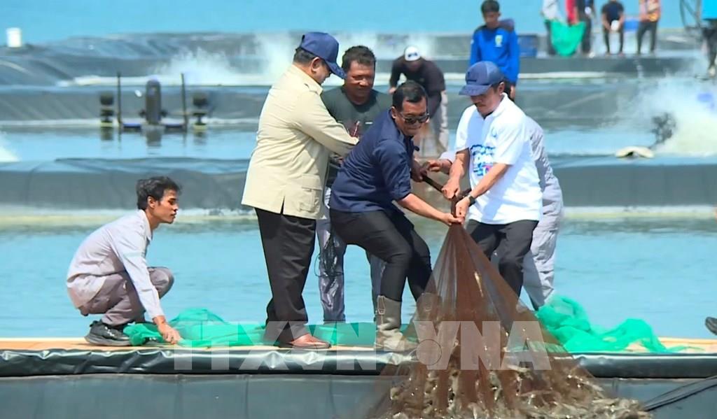 Thu hoạch tôm nuôi phục vụ xuất khẩu. (Ảnh: Đỗ Quyên – PV TTXVN tại Indonesia)
