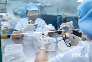 Các kỹ sư cấy giống Đông Trùng Hạ Thảo. (Ảnh: Phan Phương/TTXVN)