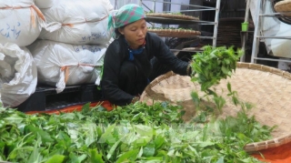 Nông nghiệp xanh “3 không” giúp kinh tế vùng cao đổi thay
