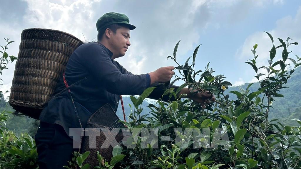 Anh Vàng A Bình (thôn đội 4) hái chè Shan tuyết cổ thụ hữu cơ hàng trăm năm tuổi tại vườn chè gia đình. (Ảnh: TTXVN phát)