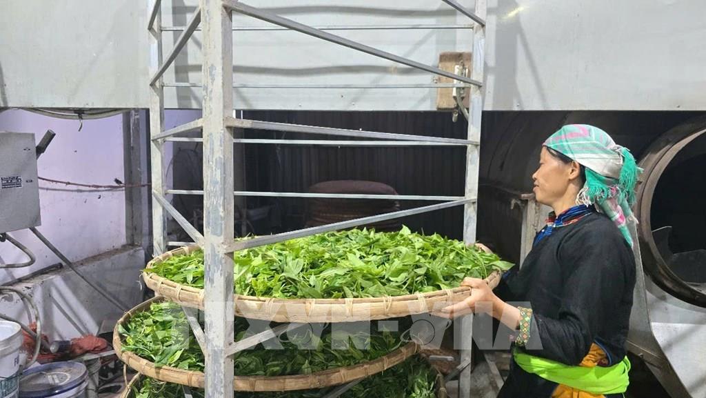 HTX nông nghiệp hữu cơ Bắc Hà (xã Bản Liền) có hơn 300 thành viên cùng tham gia sản xuất, tạo thu nhập ổn định đến hàng trăm triệu đồng/năm cho đồng bào Tày, giúp giảm nghèo bền vững. (Ảnh: Hương Thu - TTXVN)