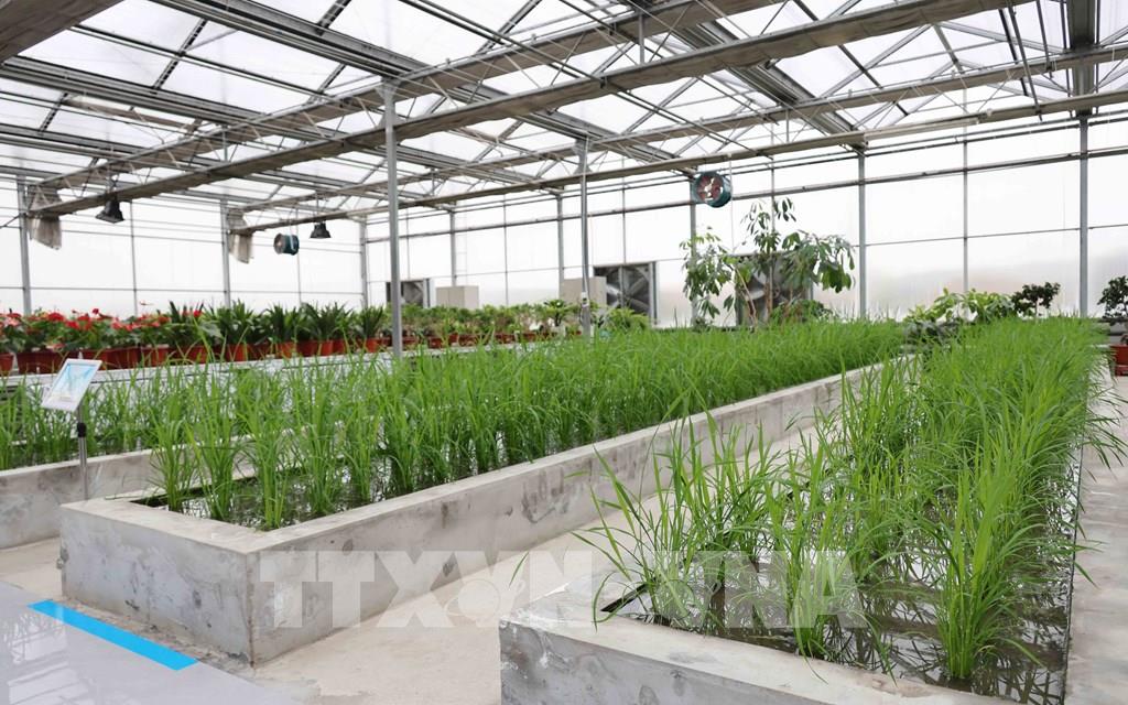 Các giống lúa mới được trồng thử nghiệm trong các nhà thí nghiệm tại tỉnh Hắc Long Giang. (Ảnh: Quang Hưng - PV TTXVN tại Trung Quốc)
