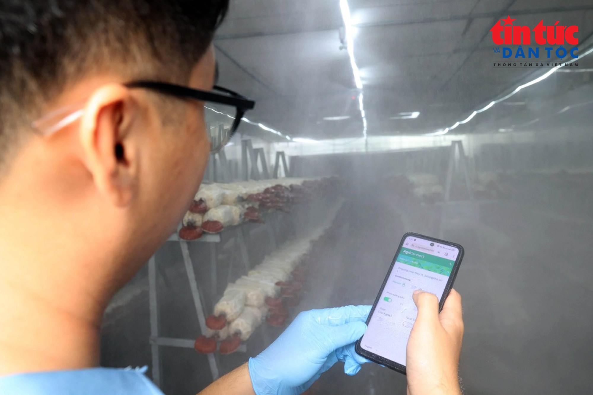 Mô hình trồng nấm linh chi công nghệ cao tại Khu Nông nghiệp Công nghệ cao TP Hồ Chí Minh được giám sát và điều chỉnh các thông số môi trường như nhiệt độ, độ ẩm, nồng độ CO₂ và ánh sáng qua phần mền trên điện thoại. (Ảnh: Mạnh Linh/Báo Tin tức và Dân tộc)