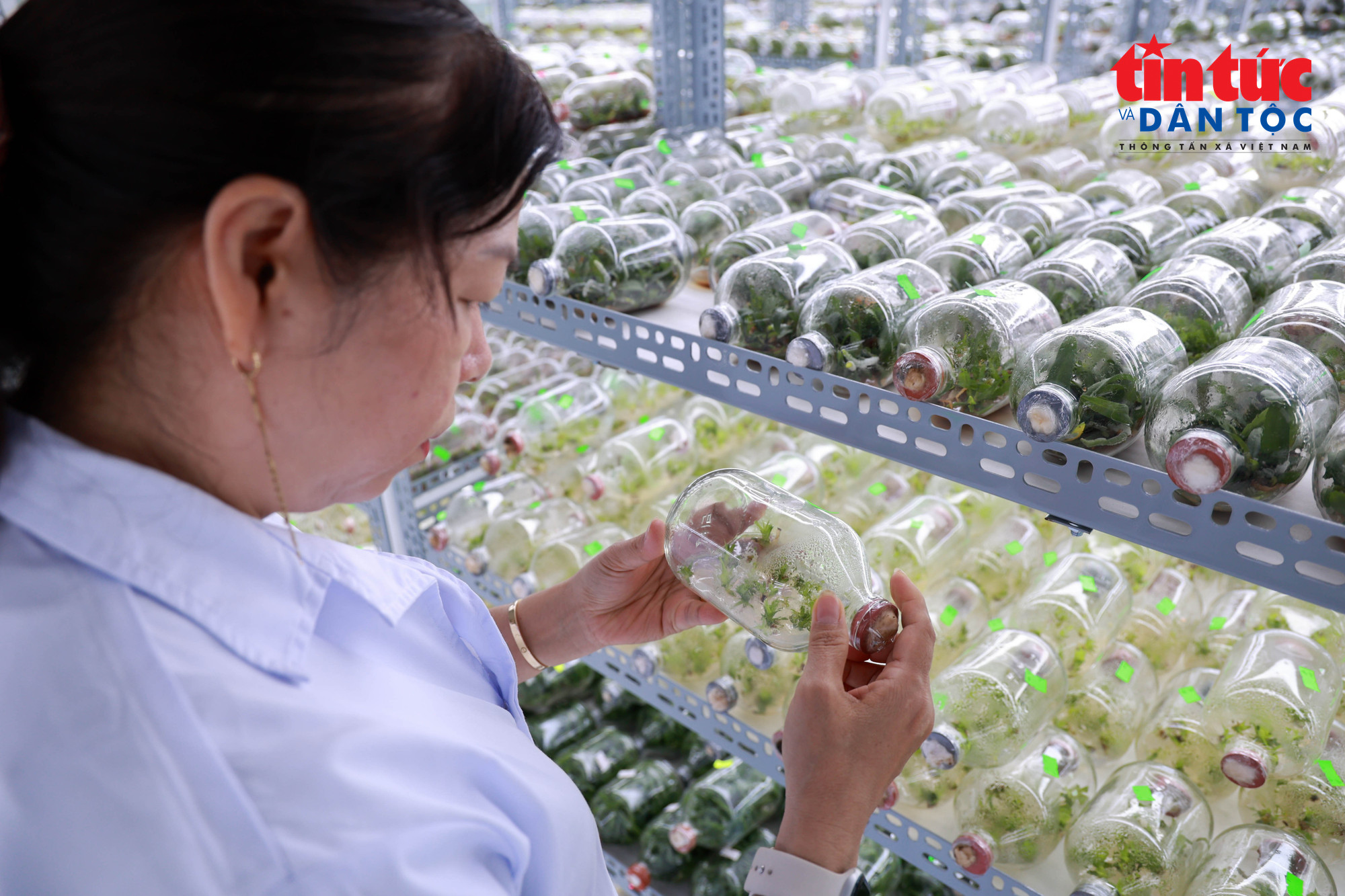 Bên trong phòng nuôi cây của Trung tâm Nghiên cứu và Phát triển Nông nghiệp Công nghệ cao. (Ảnh: Mạnh Linh/Báo Tin tức và Dân tộc)
