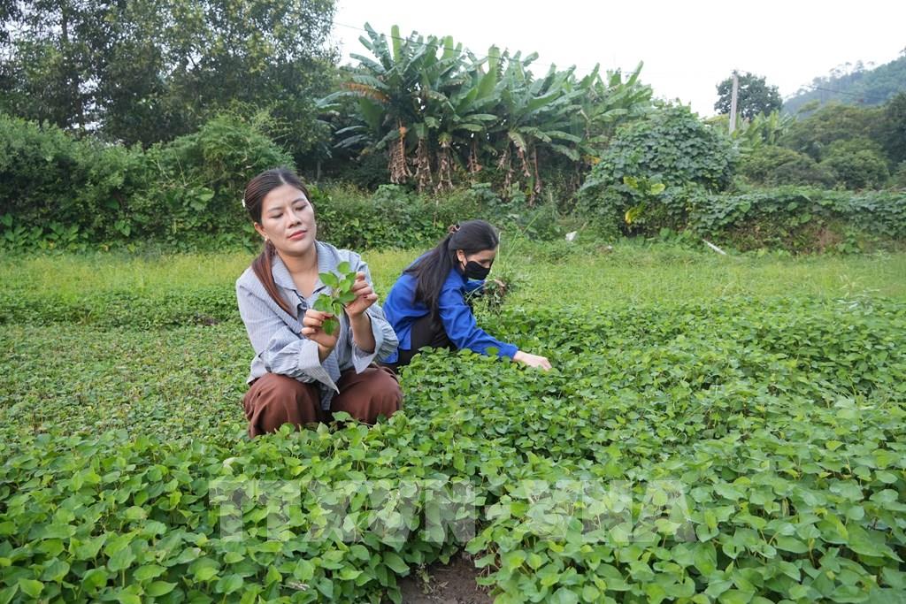 Chị Vi Thị Lụa, HTX Chế biến nông sản Lụa Vy, livestream giới thiệu vùng nguyên liệu diếp cá trong chế biến trà diếp cá. (Ảnh: Tiến Vĩnh –TTXVN) Chị Vi Thị Lụa, HTX Chế biến nông sản Lụa Vy, livestream giới thiệu vùng nguyên liệu diếp cá trong chế biến trà diếp cá. (Ảnh: Tiến Vĩnh –TTXVN)